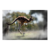 Kangaroo posters