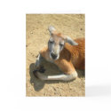 kangaroo praying cards by schneiter kangaroo praying cards
