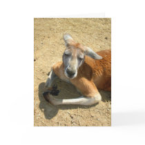 kangaroo praying cards