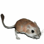 Kangaroo rat photo cut outs