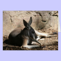 kangaroo relaxed cards