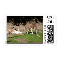 Kangaroo stamps