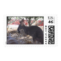 Kangaroo Stamp by homeruntilly Kangaroo Stamp