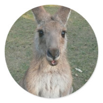 Kangaroo stickers