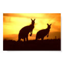 kangaroos at sunset posters