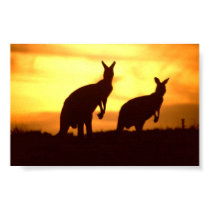 kangaroos at sunset posters