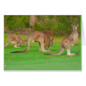 kangaroos cards