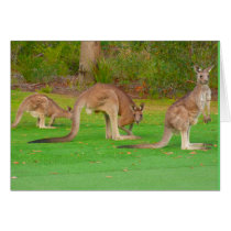 kangaroos cards