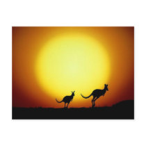 Kangaroos in the Australian Outback Postcard