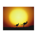 Kangaroos in the Australian Outback postcards