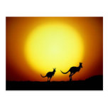 Kangaroos in the Australian Outback Postcard