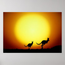 Kangaroos in the Australian Outback Poster