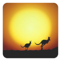 Kangaroos in the Australian Outback Stickers