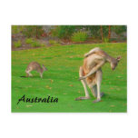 kangaroos kangaroos