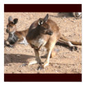 Kangaroos Poster posters