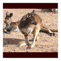 Kangaroos Poster posters