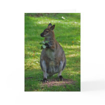 Kangaroos with oaks leaves greeting card cards