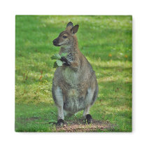Kangaroos with oaks leaves magnet