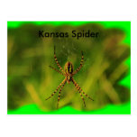 Kansas Garden Spider POST CARD