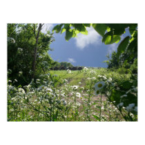 Kansas Meadows and Wildflowers posters