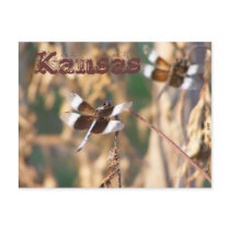 Kansas Postcard: Dragonflies by SuanSilverTree Kansas Postcard: Dragonflies