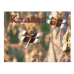 Kansas Postcard: Dragonflies