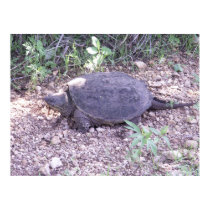 Kansas Snapping Turtle posters
