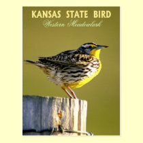 Kansas State Bird - Western Meadowlark postcards