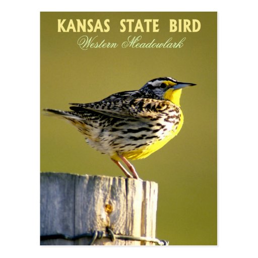 Kansas State Bird Western Meadowlark Postcard Zazzle