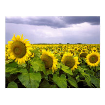 Kansas State Flower - The Sunflower Post Cards