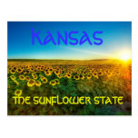 Kansas "The Sunflower State' Postcard