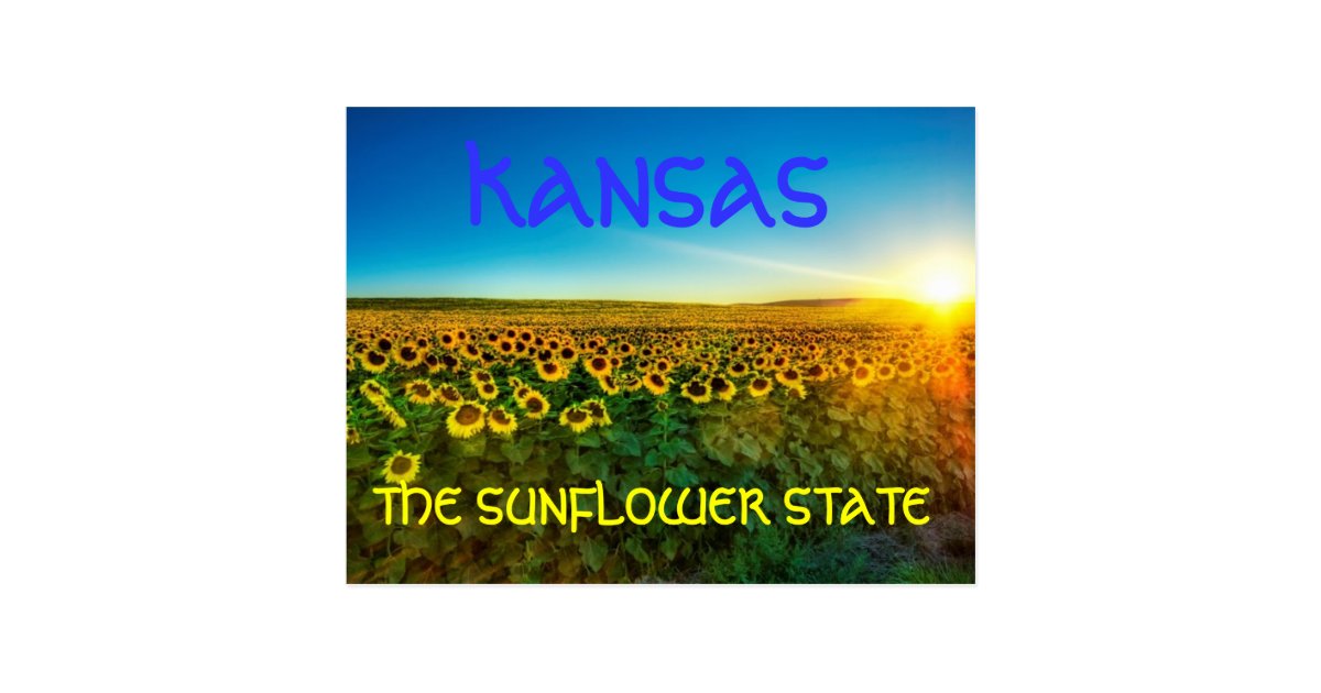 Kansas The Sunflower State Postcard Zazzle 