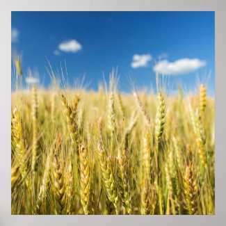 Kansas Wheat Poster