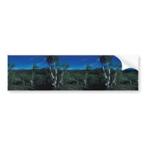 Kanuti Refuge stunted birch on a dry site Bumper Stickers