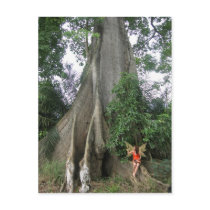 Kapok tree and fairy girl Postcard