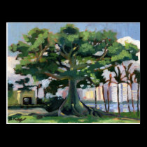 Kapok Tree postcard postcards