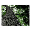 KapoK Tree Print