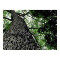 KapoK Tree Print by webgrrl KapoK Tree Print