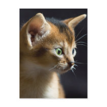 kat postcards