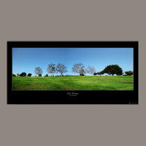 Kate Sessions Panorama posters