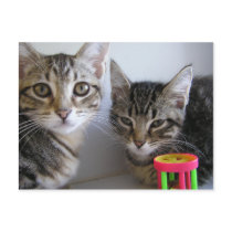 Katie & Carl postcards by okcshelter Katie & Carl postcards