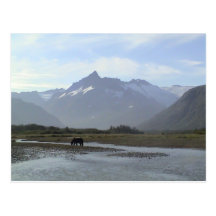 Katmai Brown Bear Post Cards