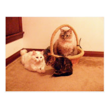 Kats of the best kind postcard