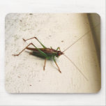 Katydid 155 ~ mousepad