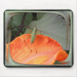 Katydid 210 ~ mousepad