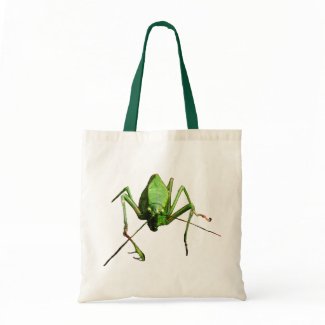Katydid