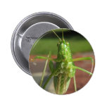Katydid ~ button