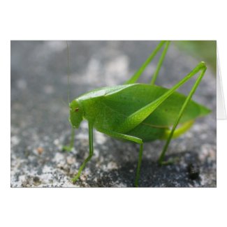 Katydid Grasshopper Nature Photo Note Card card