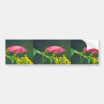 Katydid on Early goldenrod Bumper Stickers