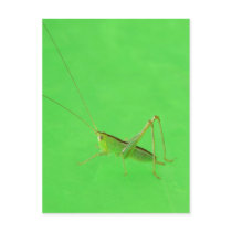 Katydid on Green Vinyl. postcards by Buckobeck Katydid on Green Vinyl. postcards